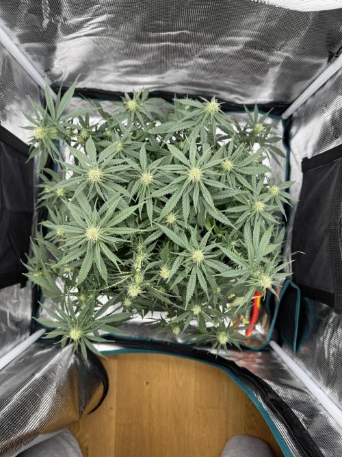 RQS Euphoria - Back on Track. Week 9 - 5th