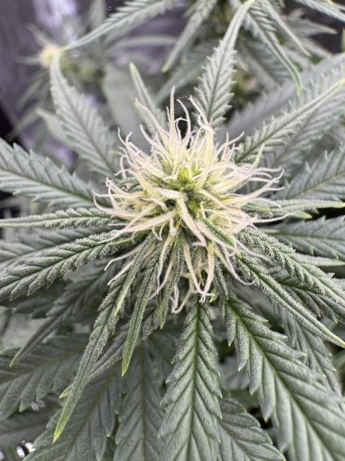 RQS Euphoria - Back on Track. Week 9 - 5th