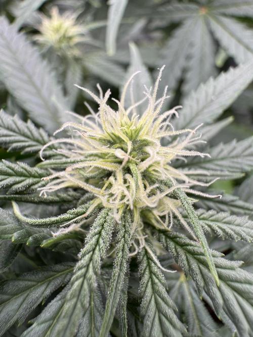 Euphoria. Week 9