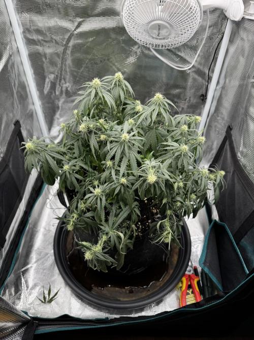 RQS Euphoria - Back on Track. Week 9 - 7th