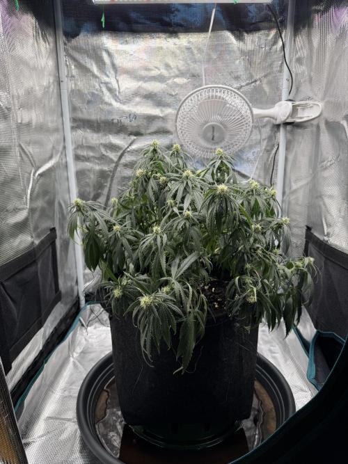 Euphoria. Week 9