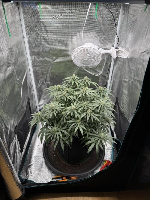 RQS Euphoria - Back on Track. Week 10 - 4th