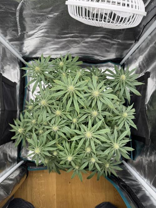 RQS Euphoria - Back on Track. Week 10 - 4th