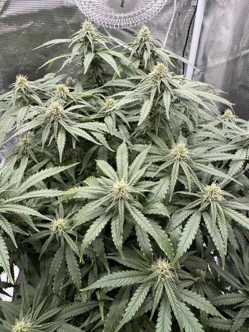 RQS Euphoria - Back on Track. Week 10 - 4th