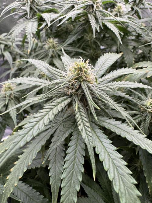 Euphoria. Week 10