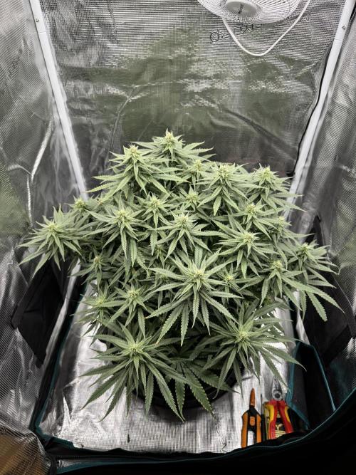 RQS Euphoria - Back on Track. Week 11 - 1st