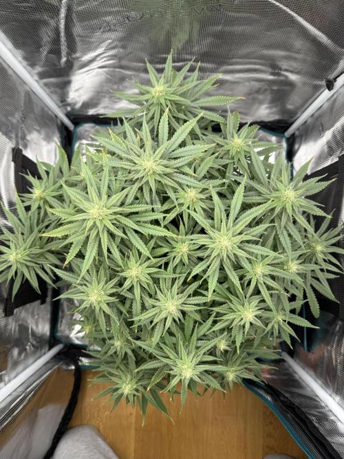 RQS Euphoria - Back on Track. Week 11 - 1st