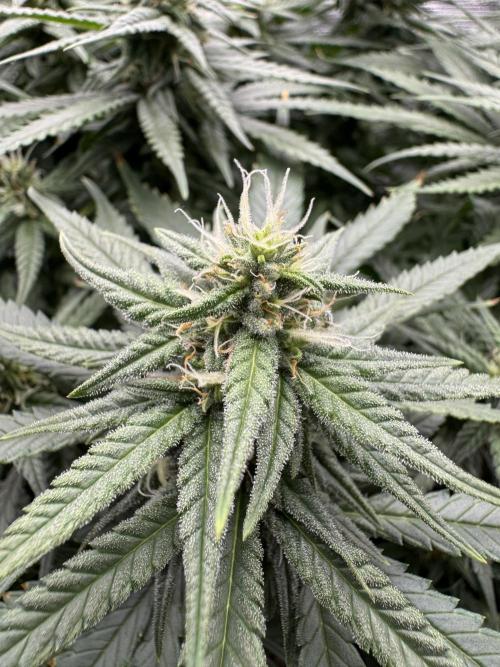 RQS Euphoria - Back on Track. Week 11 - 1st