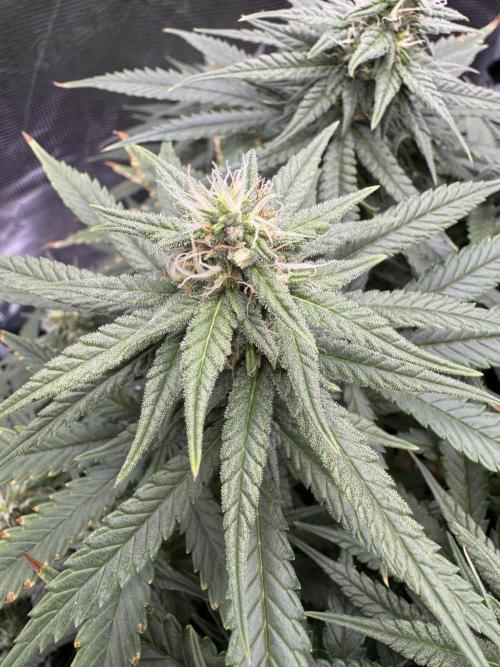 RQS Euphoria - Back on Track. Week 11 - 1st