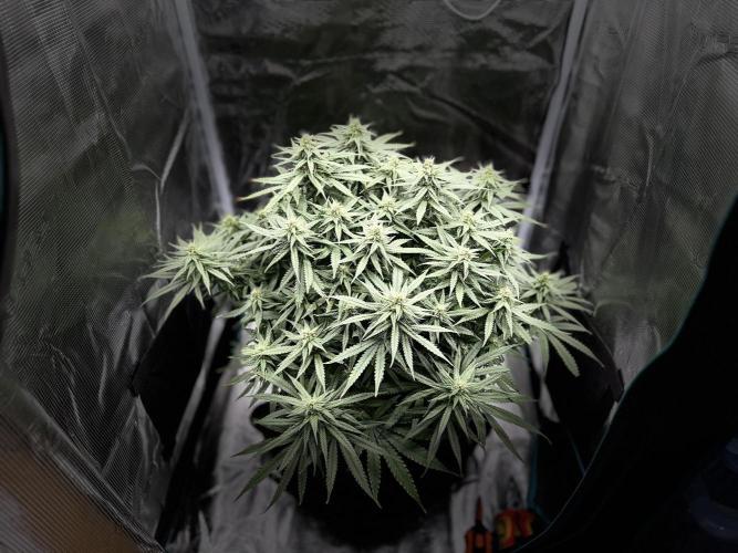 Euphoria. Week 11