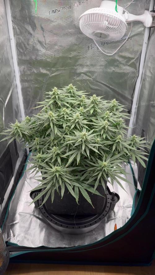 RQS Euphoria - Back on Track