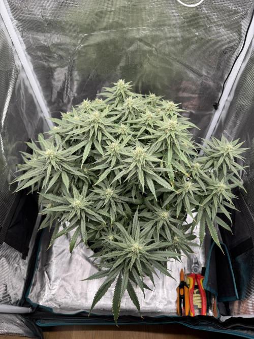 RQS Euphoria - Back on Track. Week 11 - 3rd