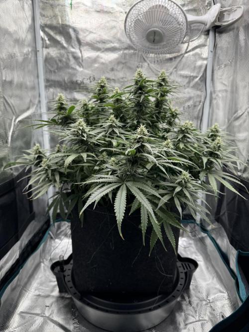 RQS Euphoria - Back on Track. Week 11 - 3rd