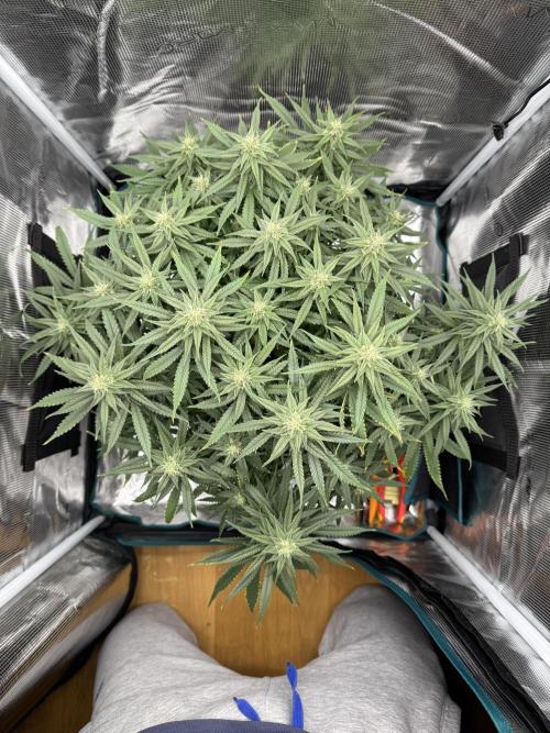 RQS Euphoria - Back on Track. Week 11 - 3rd