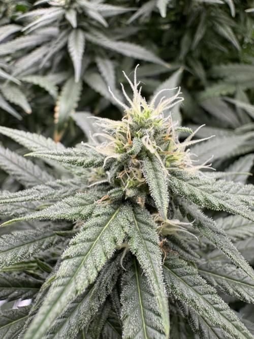 RQS Euphoria - Back on Track. Week 11 - 3rd