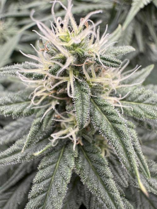 Euphoria. Week 11