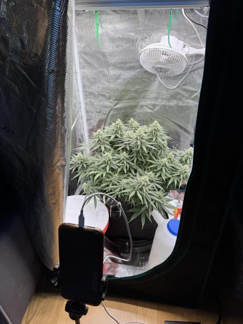 RQS Euphoria - Back on Track. Week 11 - 5th