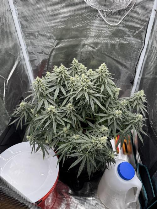 RQS Euphoria - Back on Track. Week 12 - 7th
