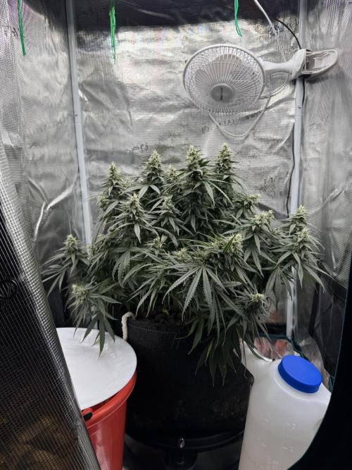Euphoria. Week 12