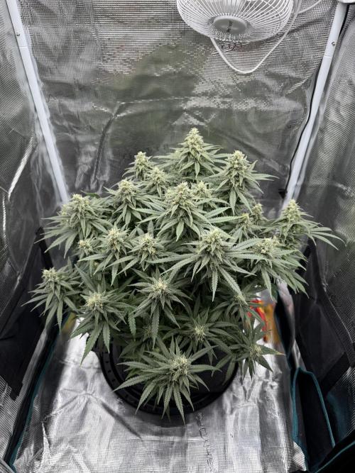 RQS Euphoria - Back on Track. Week 13 - 4th