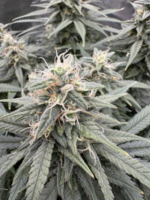 RQS Euphoria - Back on Track. Week 13 - 4th