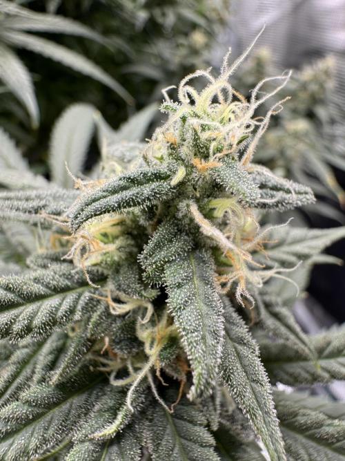 RQS Euphoria - Back on Track. Week 13 - 4th