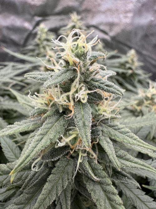 RQS Euphoria - Back on Track. Week 13 - 4th