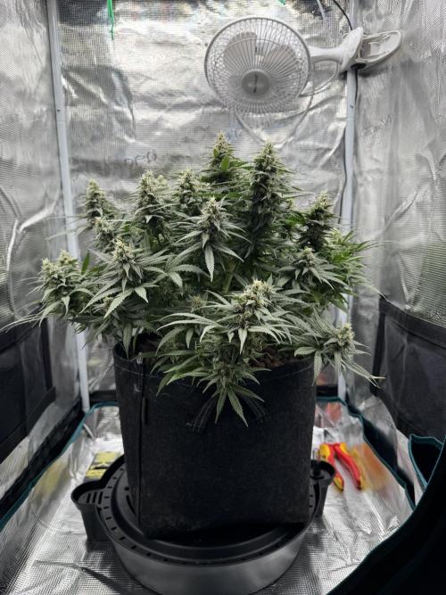 RQS Euphoria - Back on Track. Week 13 - 4th