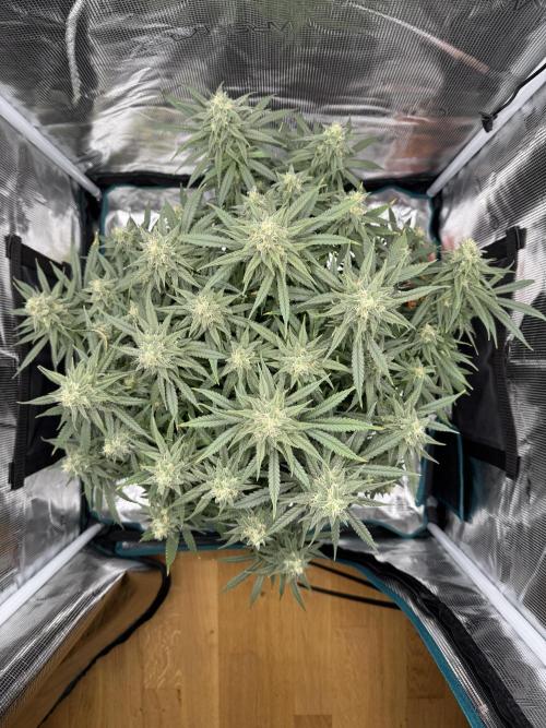 Euphoria. Week 13