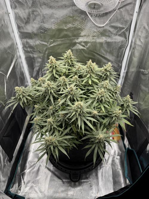 RQS Euphoria - Back on Track. Week 13 - 7th