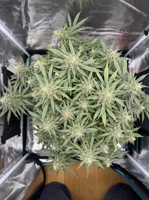 RQS Euphoria - Back on Track. Week 13 - 7th