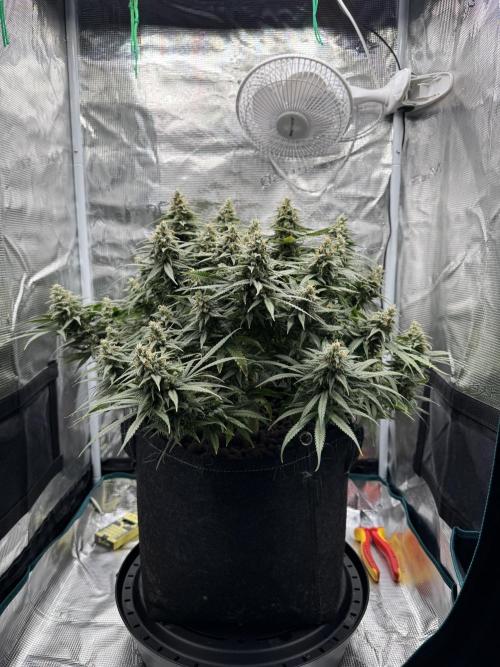 RQS Euphoria - Back on Track. Week 13 - 7th