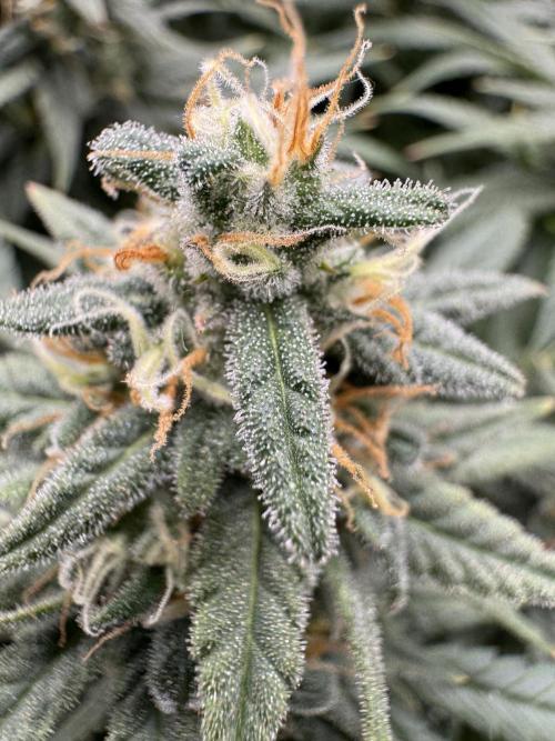 Euphoria. Week 13