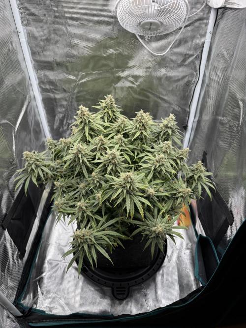 RQS Euphoria - Back on Track. Week 14 - 6th