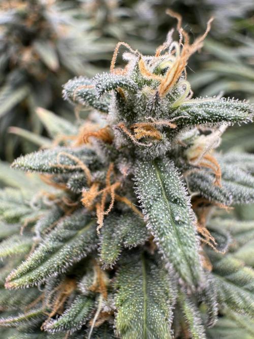 RQS Euphoria - Back on Track. Week 14 - 6th