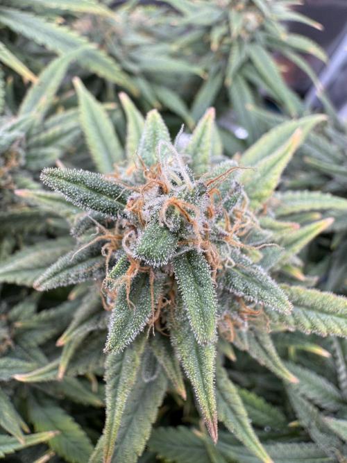 RQS Euphoria - Back on Track. Week 14 - 6th