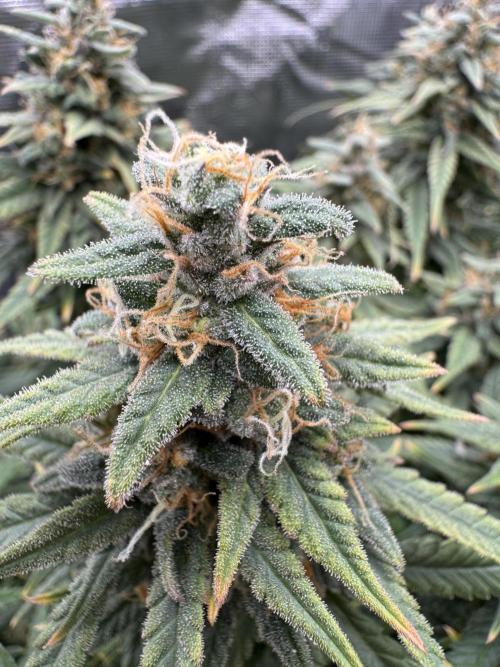 RQS Euphoria - Back on Track. Week 14 - 6th