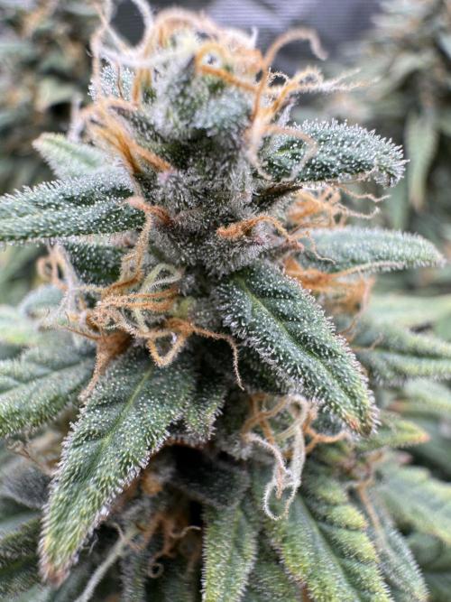 RQS Euphoria - Back on Track. Week 14 - 6th