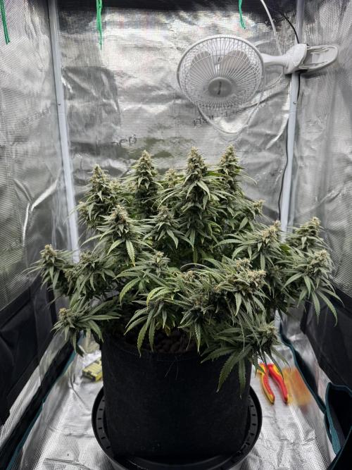 Euphoria. Week 14