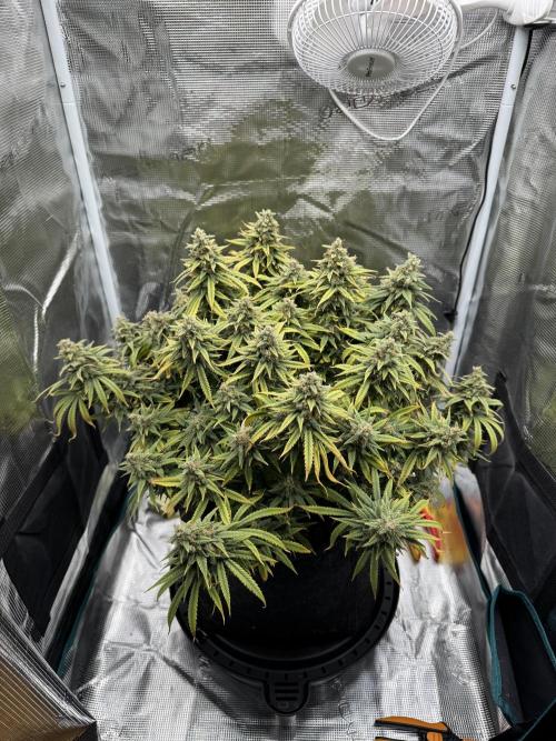 RQS Euphoria - Back on Track. Week 15 - 5th
