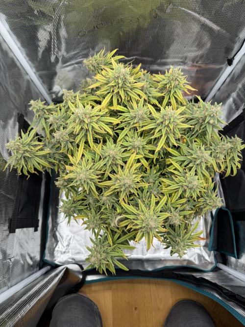 RQS Euphoria - Back on Track. Week 15 - 5th