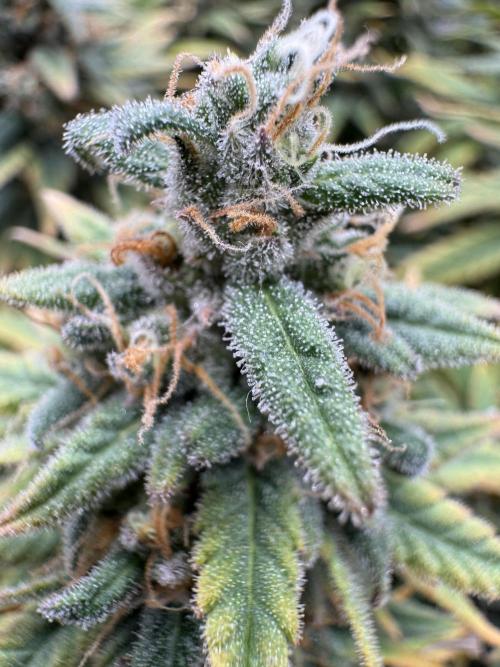 RQS Euphoria - Back on Track. Week 15 - 5th