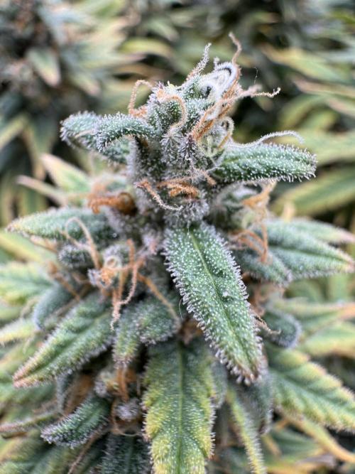 RQS Euphoria - Back on Track. Week 15 - 5th