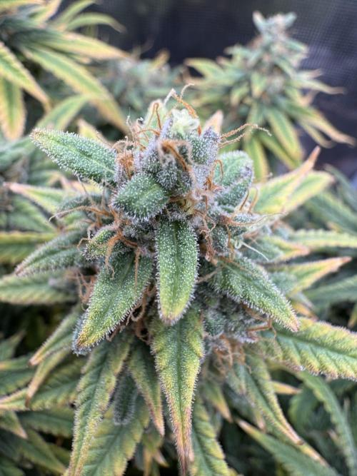 Euphoria. Week 15