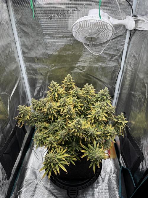 RQS Euphoria - Back on Track. Week 16 - 3rd