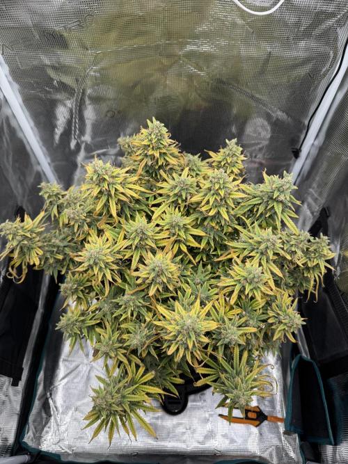 RQS Euphoria - Back on Track. Week 16 - 3rd