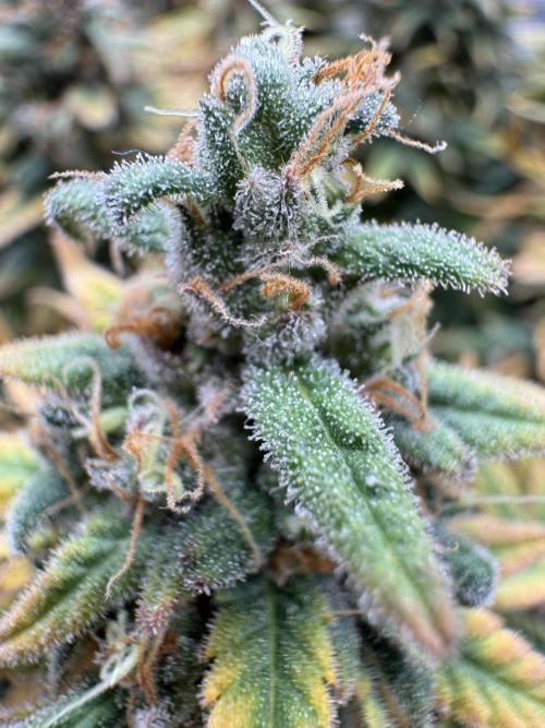 RQS Euphoria - Back on Track. Week 16 - 3rd