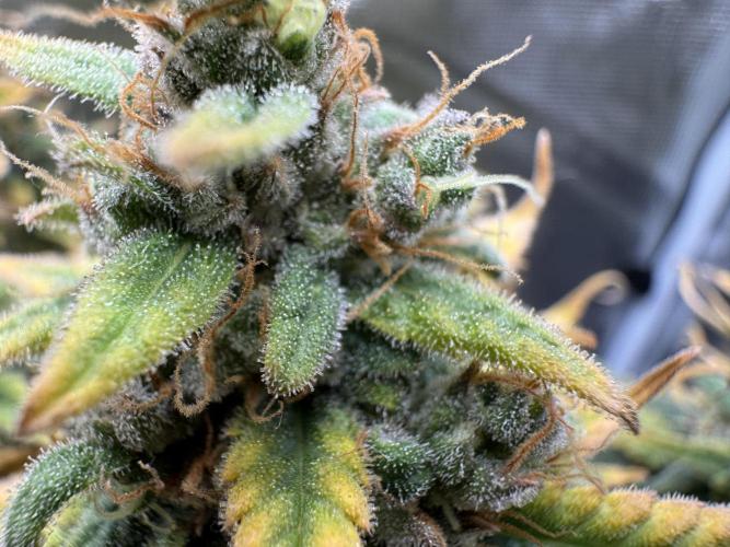 RQS Euphoria - Back on Track. Week 16 - 3rd