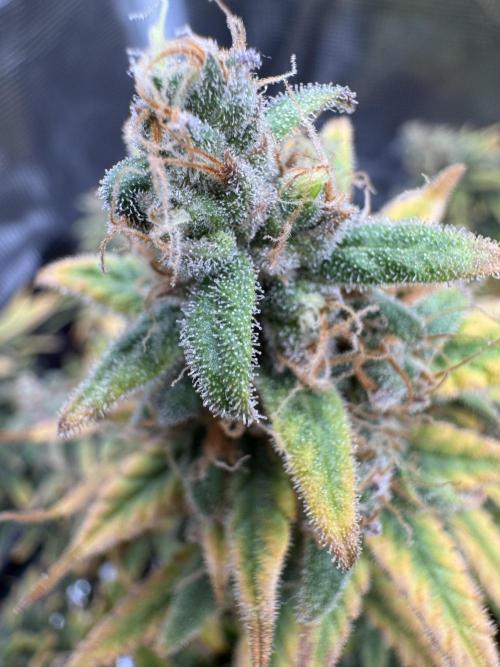 RQS Euphoria - Back on Track. Week 16 - 3rd