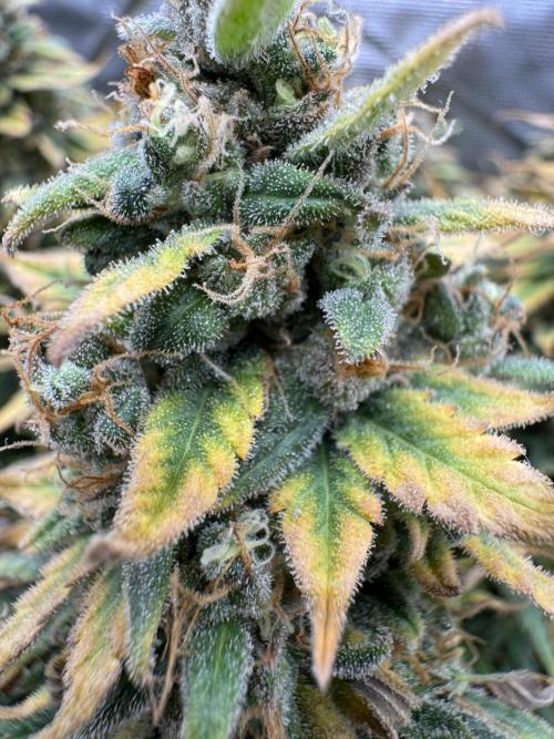 RQS Euphoria - Back on Track. Week 16 - 3rd
